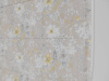 Ipomea